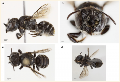 新物种曝光! 澳洲「lucifer蜜蜂」拥恶魔角造型