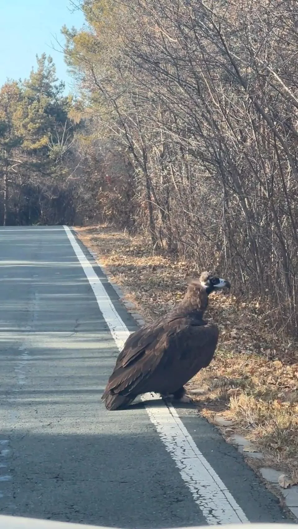 长春一女子自驾遇“座山雕”蹲路边，林业局回应