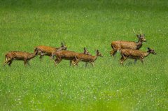 印度动物园新开幕却遇噩耗 园内10头梅花鹿被流浪狗夜袭丧命