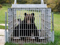 放宽城市用枪! 熊袭频传 日媒曝自民党提紧急建议草案