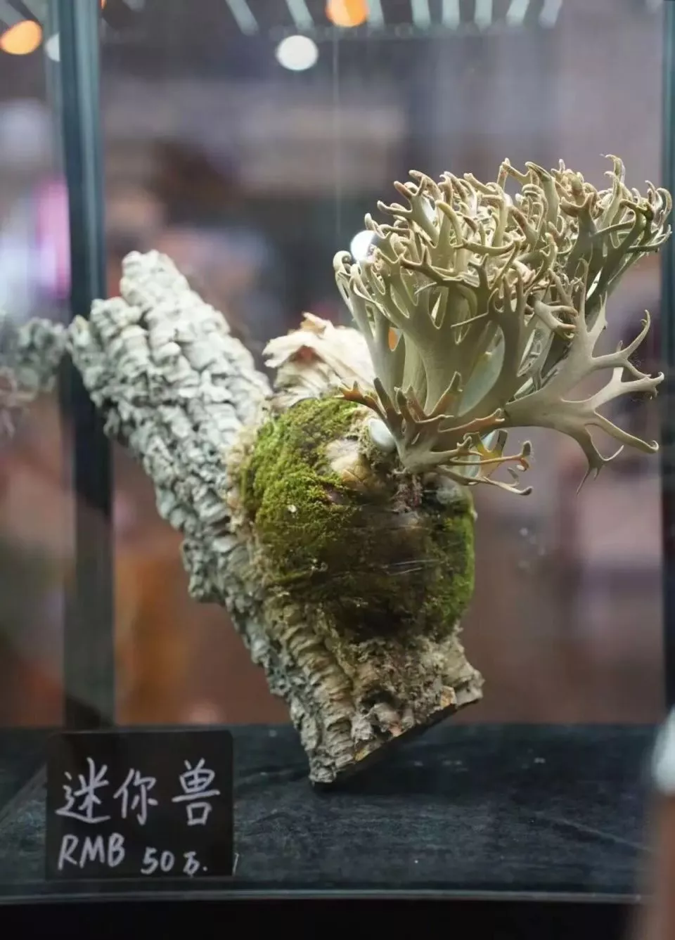 一株绿植100万，中产销金窟又出王炸