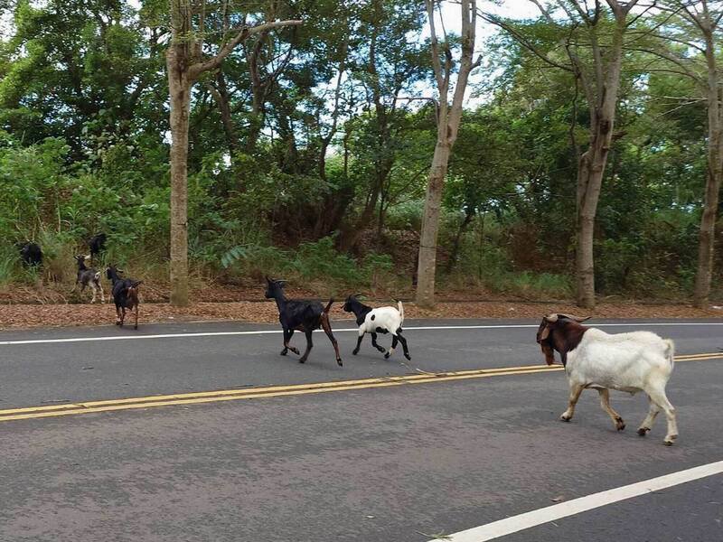 羊群在139线过马路，险与车辆发生碰撞。（图由民众提供）