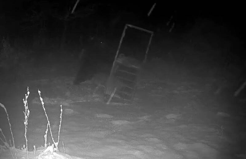 北海道北部沿岸苫前町，1头体型巨大的棕熊现轻松掀翻用木桩固定在地的重约300公斤箱式陷阱，相当惊人。（图撷自「北海道ニュースUHB」YT）