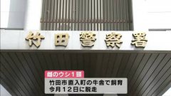 日本黑毛和牛逃走中！ 警方：怀孕母牛很兴奋要小心