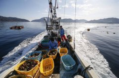 6吨销中北海道扇贝恐被拒收！ 美大使批北京积习难改 持续力挺日水产