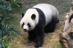 中日关系若持续恶化 中国学者称：日本2026后恐将不再有熊猫