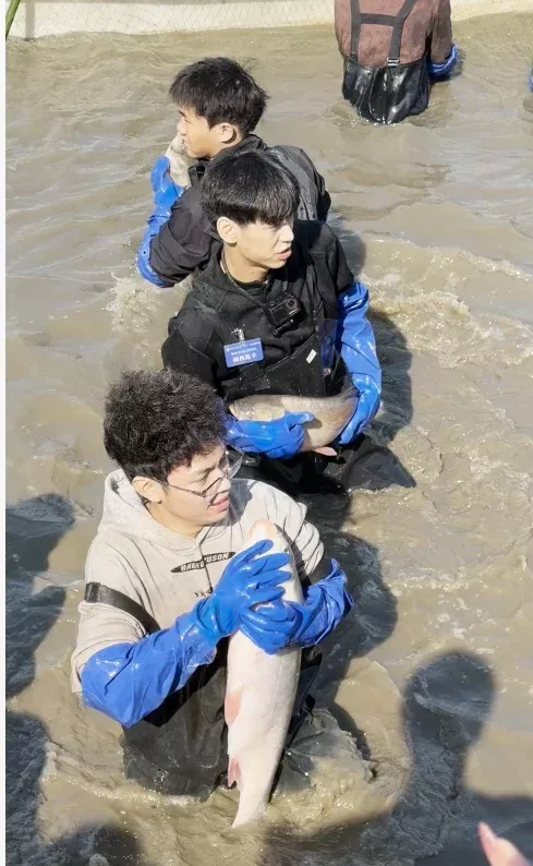 高校师生下湖捞15000斤鱼，超10万人直播围观