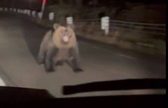 惊悚瞬间曝！深夜遇大棕熊暴冲而来 驾驶吓坏想倒车打到空档