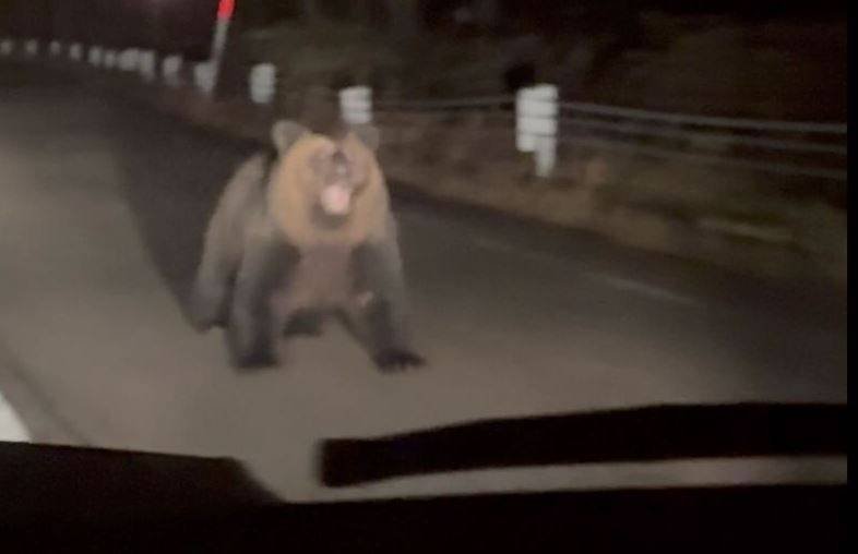 日有民众深夜开车时，在路上遇到大型棕熊，熊见状立刻朝车子冲过来。（图撷自X）