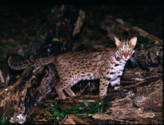 石虎濒绝   中寮农民愿推动友善石虎农作