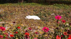 在中国，旅游业就是个“夜壶”