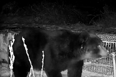 抓到了！北海道苫前町捕获380公斤巨大棕熊