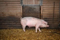 南韩再现非洲猪瘟！ 当局发家畜禁运令、人车禁入畜牧设施48小时