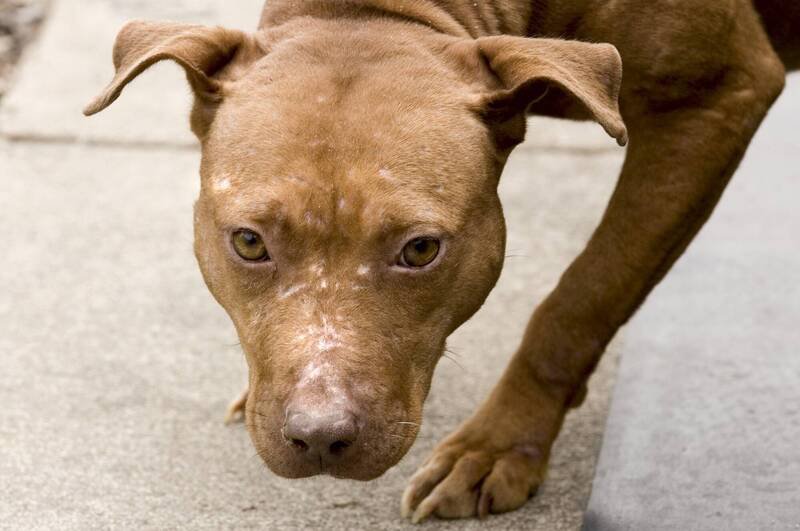 美国德州一名大学生在为一户家庭看管三只比特犬时，遭狗袭击身亡，示意图。（美联社）