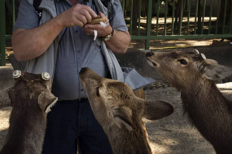 游客拿仙贝喂食奈良公园的鹿。（美联社）