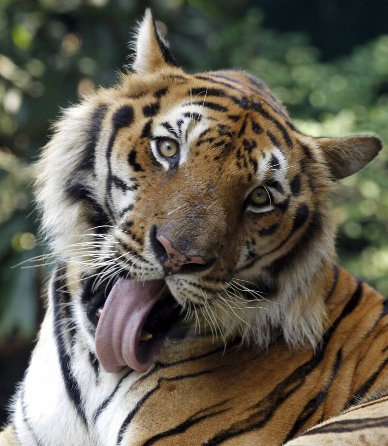 泰国老虎，示意图。（欧新社）