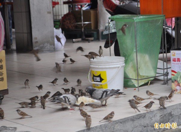 这家位于桃园区南华街的便当店，近15年来每到用餐时刻总是「吱吱喳喳」，并非店里用餐的客人吵，原因竟是每天总有成群的麻雀会分梯报到。（记者李容萍摄）