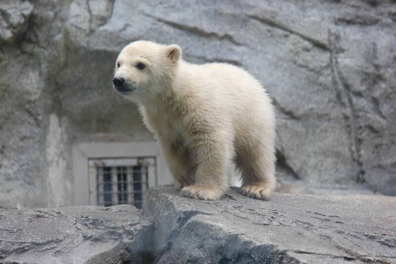日本秋田县男鹿水族馆小北极熊，11日首次开放游客观览。（图撷自男鹿水族馆GAO脸书）