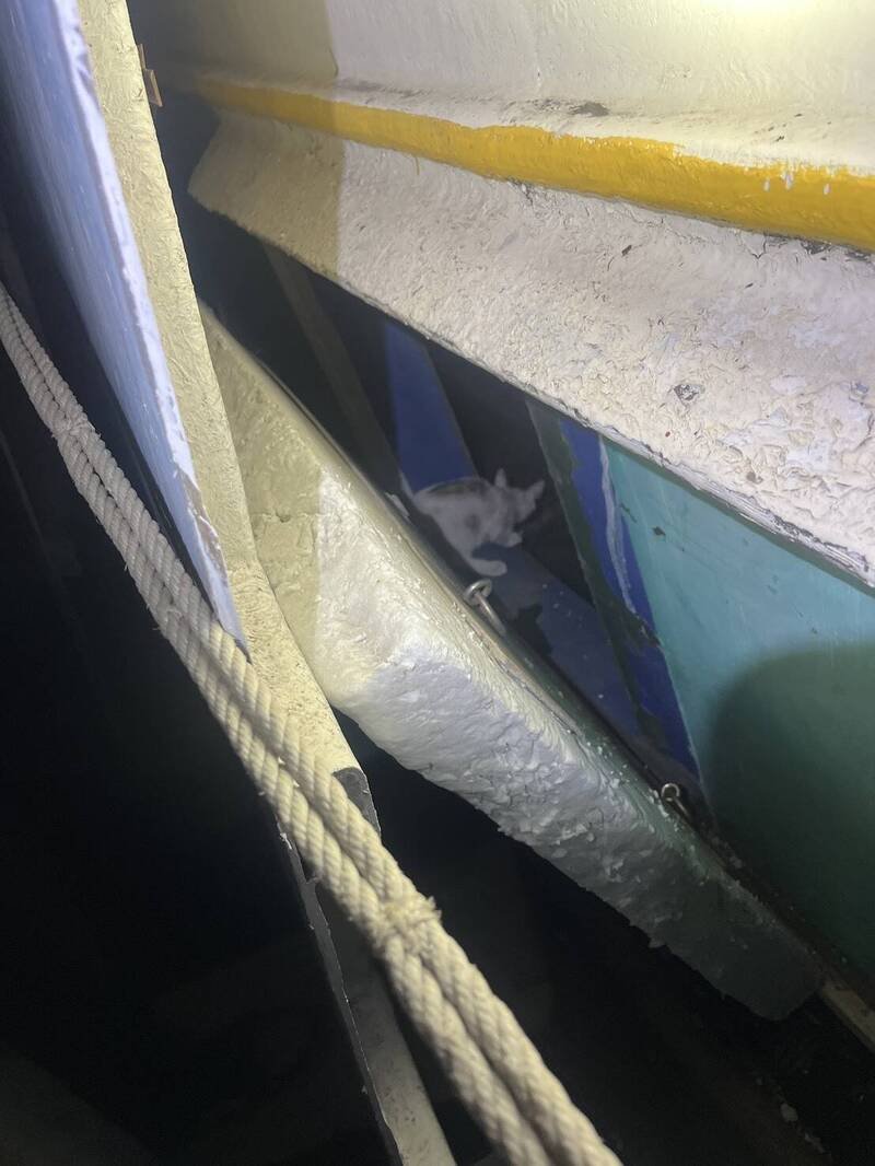警方在船舱发现2只猫，但万男无法证明是影片中那2只猫还活著。（民众提供）