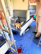 列车故障酿祸！泰国猫咪热到抓狂   狠咬饲主手部