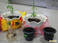 男DJ在家栽种大麻 还写观察生长日记